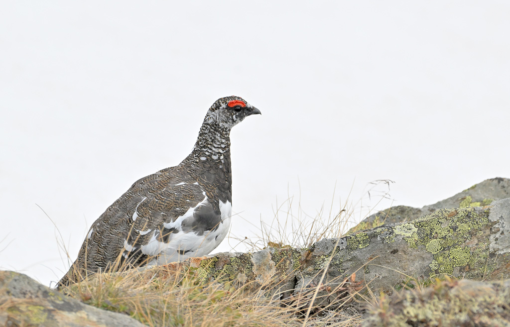 ZSC_4194.jpg