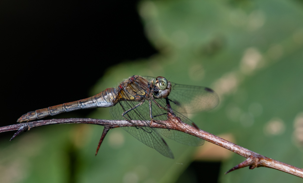 Sympétrum strié femelle -4-.jpg