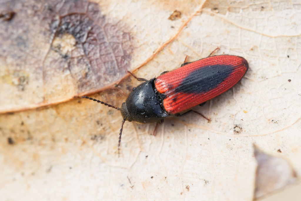 Ampedus sanguinolentus2.jpg