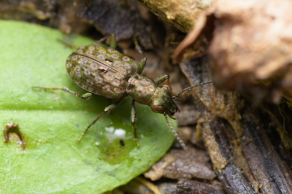 Elaphrus riparius6.jpg