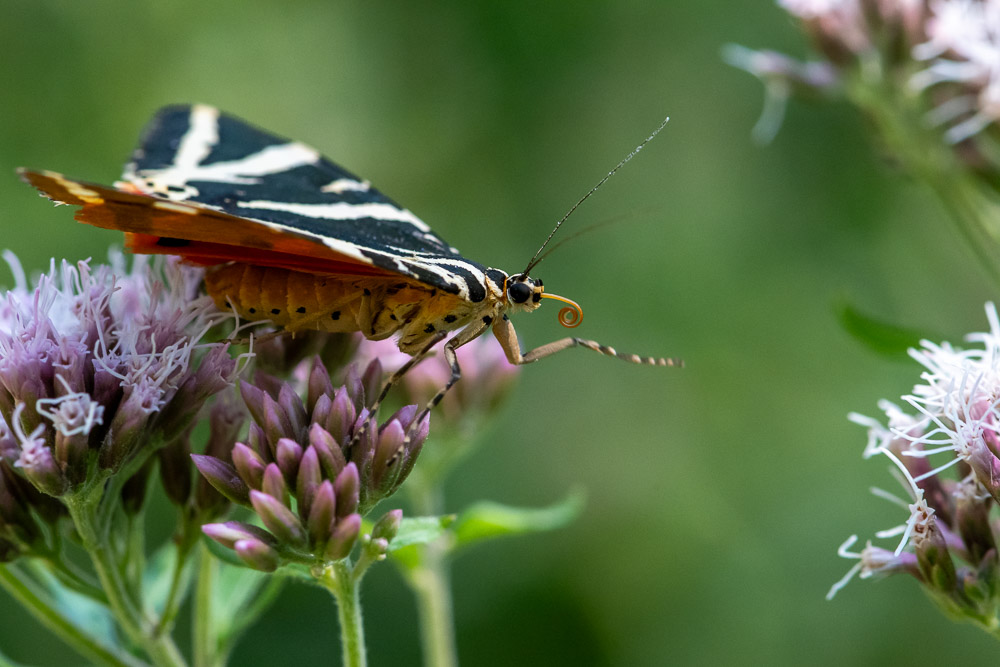 Ecaille chiné 13.jpg