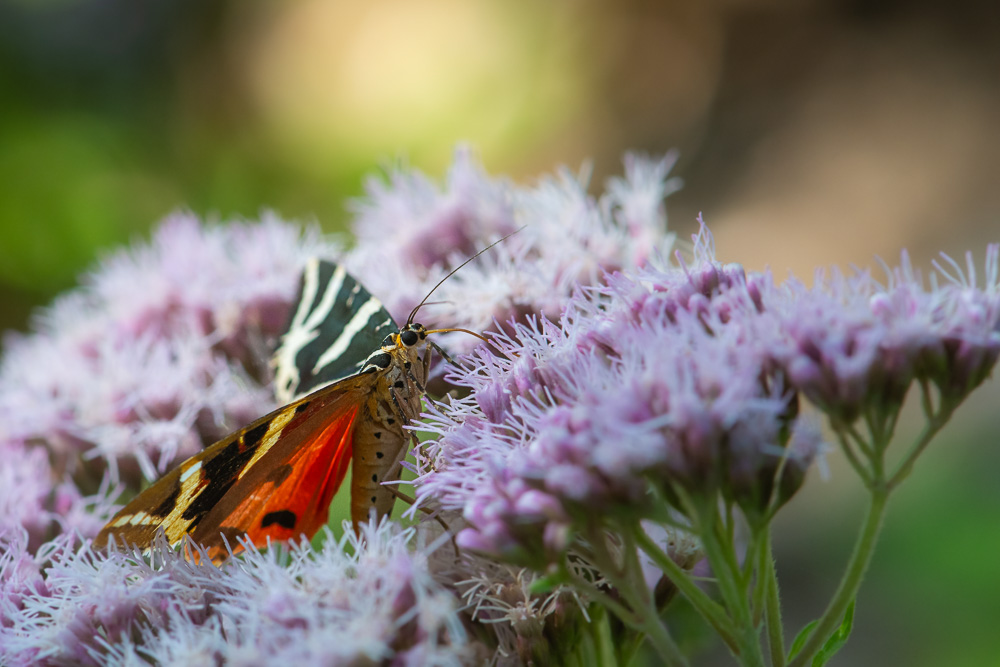 Ecaille chiné 14.jpg