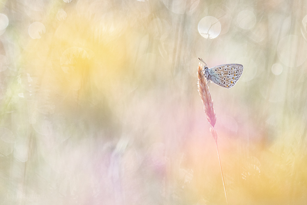 Image et Nature-1-72.jpg