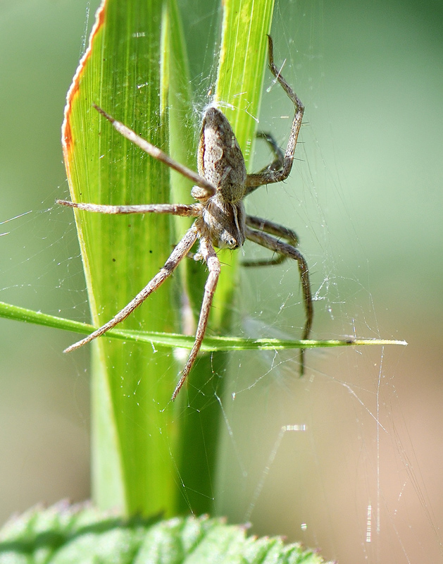 DSC_2204.jpg
