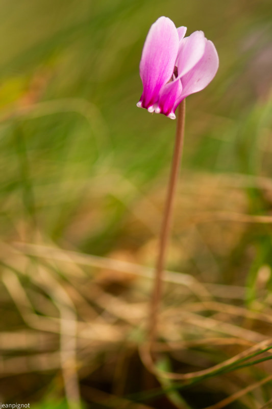 DSC_3684_001DSC_3684.JPG