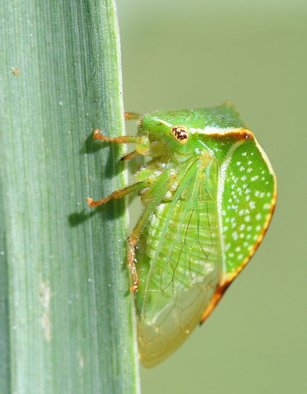 DSC_2233.jpg