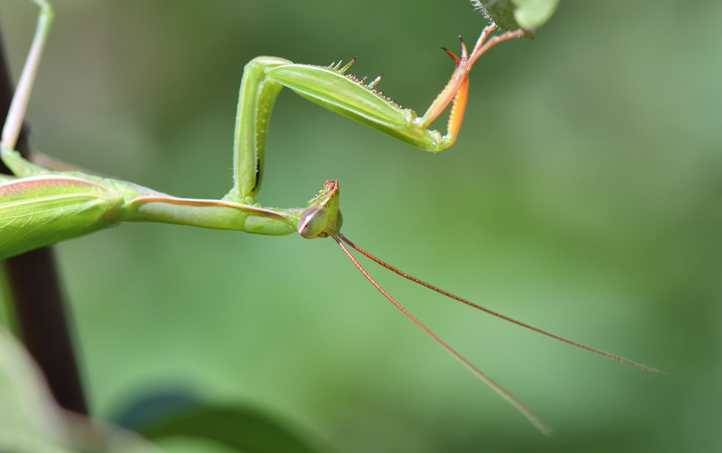 DSC_2244.jpg