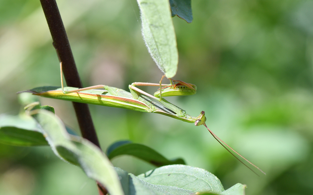 DSC_2249.jpg