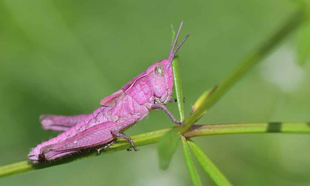 DSC_2110.jpg