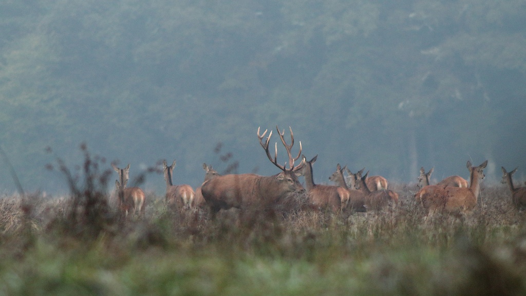 cerf maitre de place.JPG