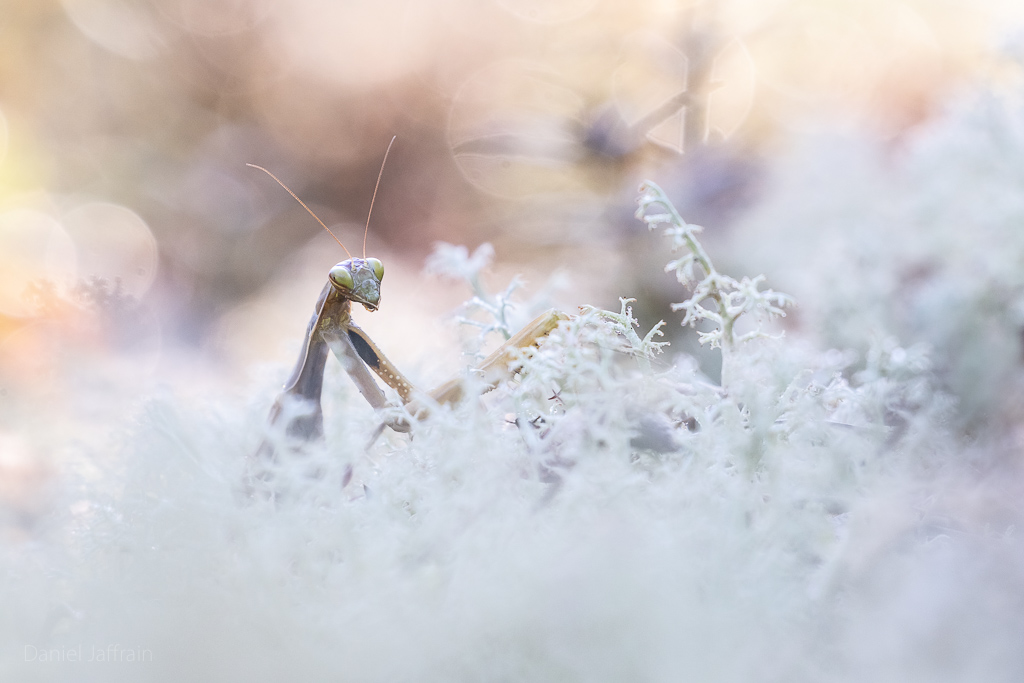 Image et Nature-1-77.jpg