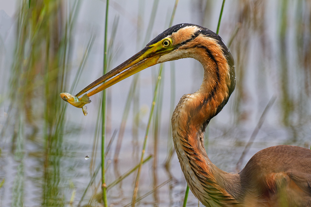 EOC-sans titre-132.jpg