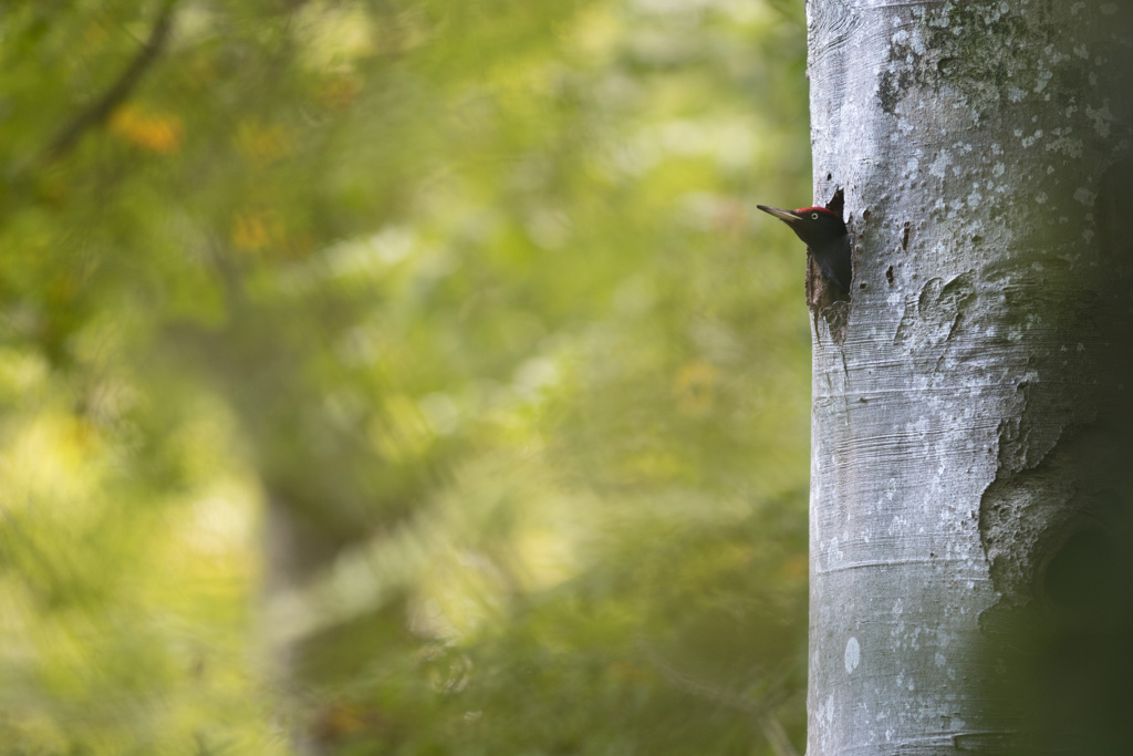_DSC3354-Avec accentuation-Bruit.jpg