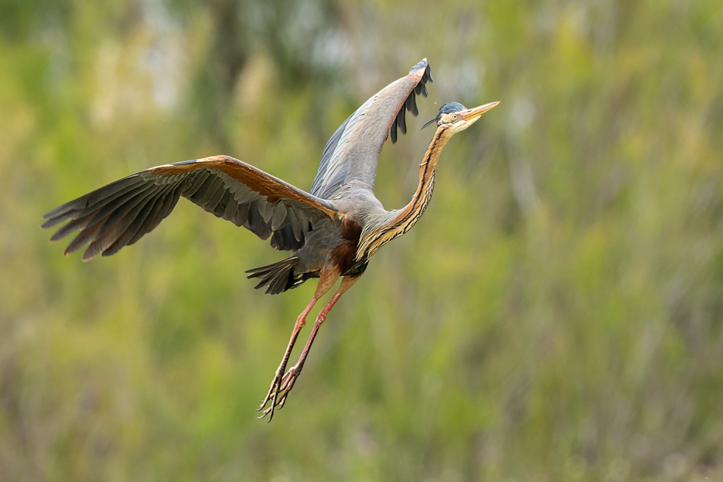 Héron Pourpré.jpg