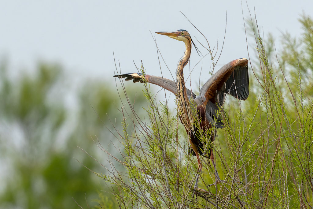 Héron Pourpré 2.jpg