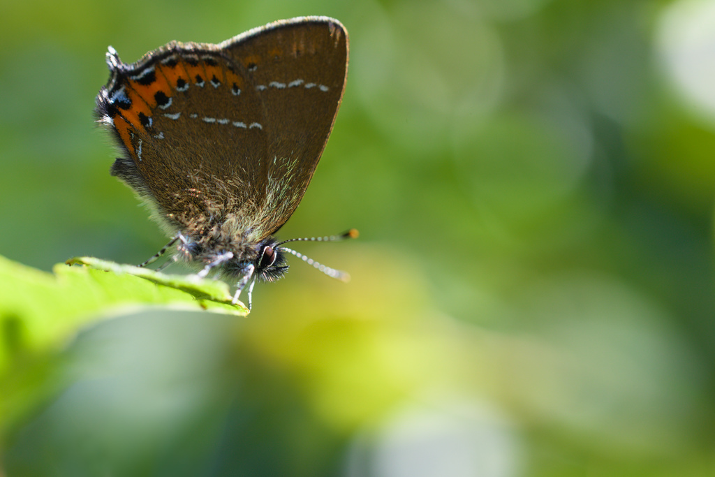 Thécla du prunier7.jpg