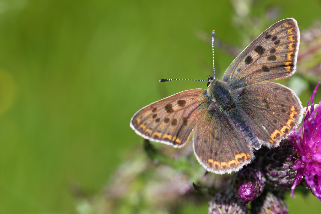 Cuivré fuligineux2.jpg