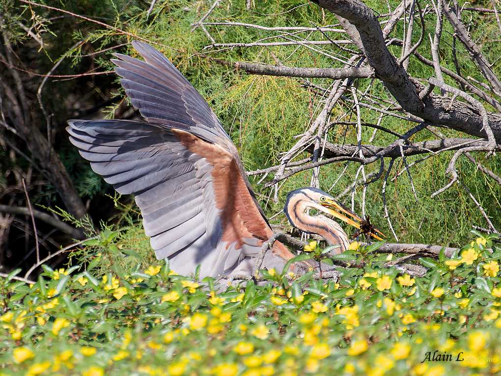 AD2A4017Héron pourpréHéron pourpré-1.jpg