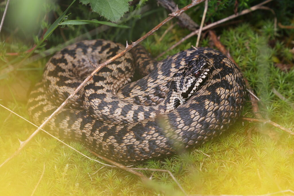 Vipère péliade I&N.jpg