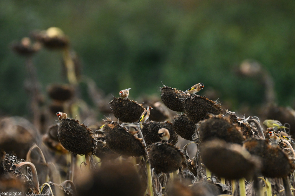 chardonnerets en pléne dégustation.JPG