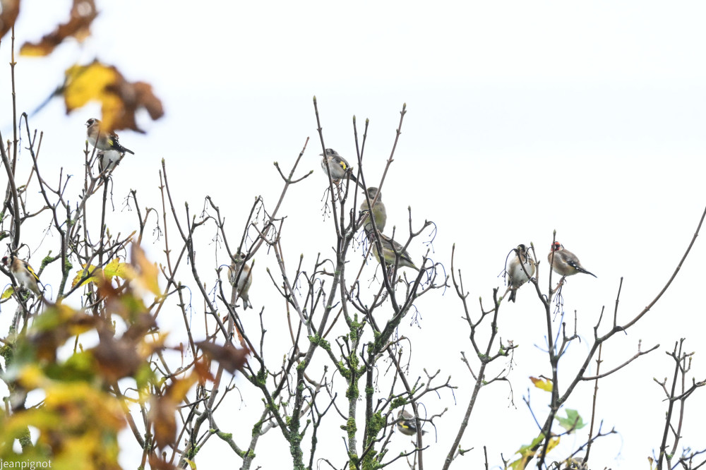 chardonnerets et verdiers au perchoir.JPG