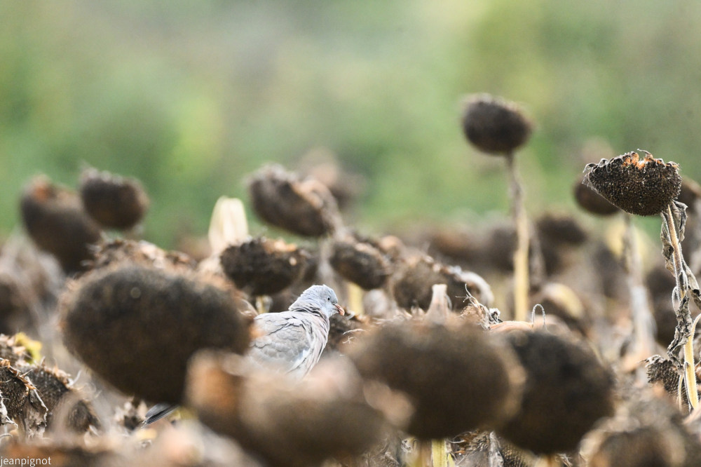 pigeon ramier_001pigeon ramier.JPG