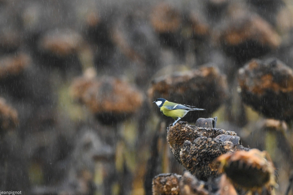 mesange charbonniére.JPG