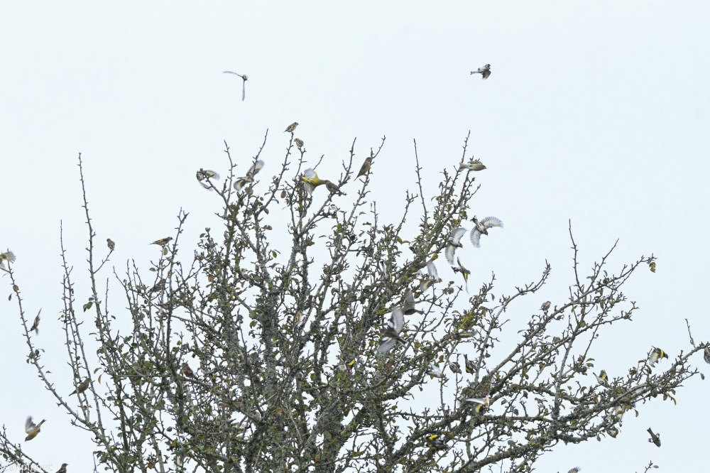 groupe posée et en vol_001groupe posée et en vol_01.JPG