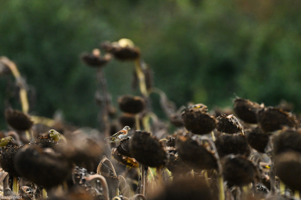 pinson du nord les premiers.JPG