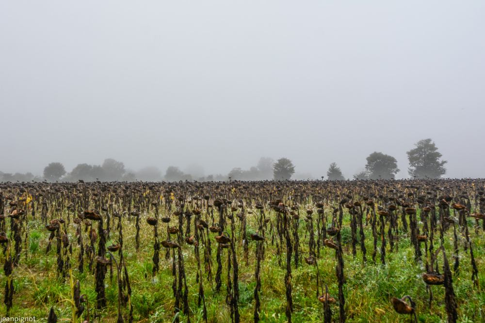 champs de tournesol (2).JPG