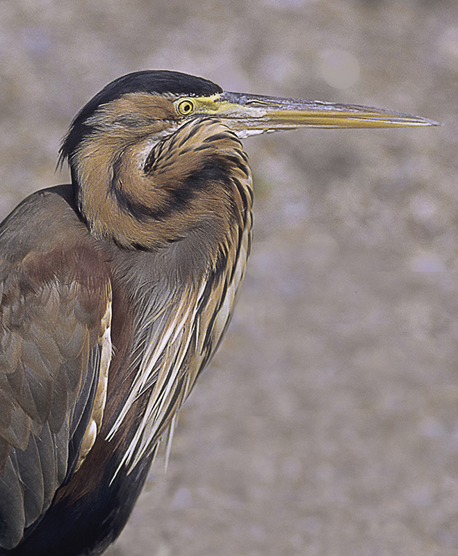 Portrait du héron pourpré.jpg