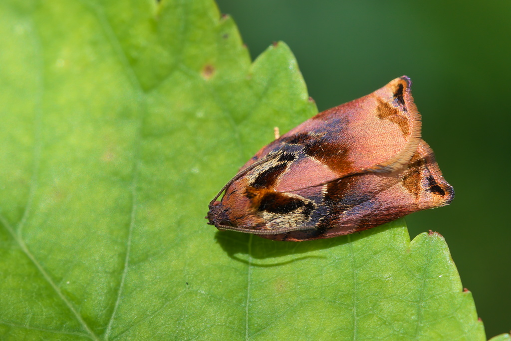 Archips podana3.jpg