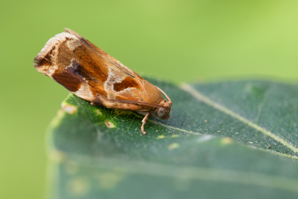 ArChIpS xylosteana2.jpg
