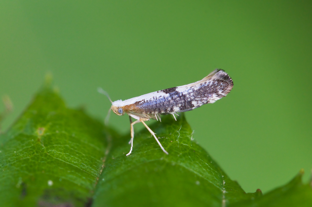 Argyresthia spinosella1.jpg
