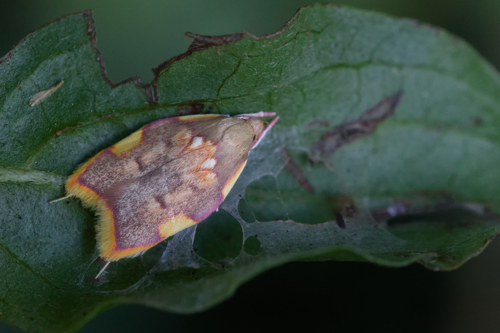 Carcina QuerCana1.jpg