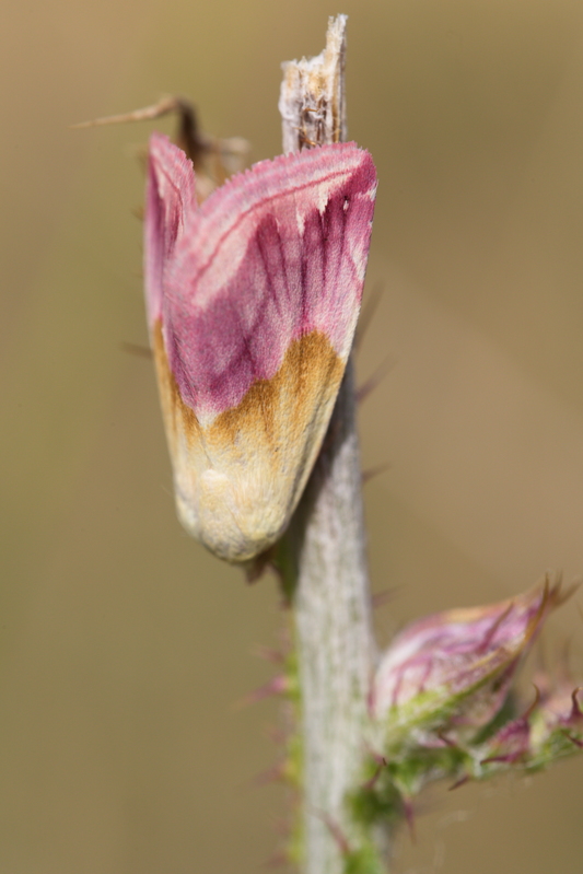 Eublemma purpurina12.jpg