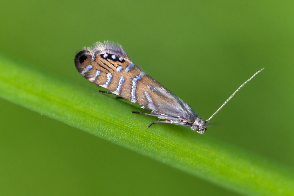 Glyphipterix thrasonella3.jpg