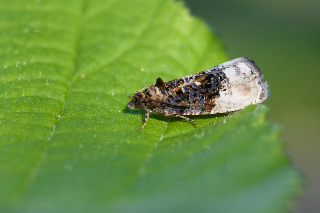 Hedya nubiferana1.jpg