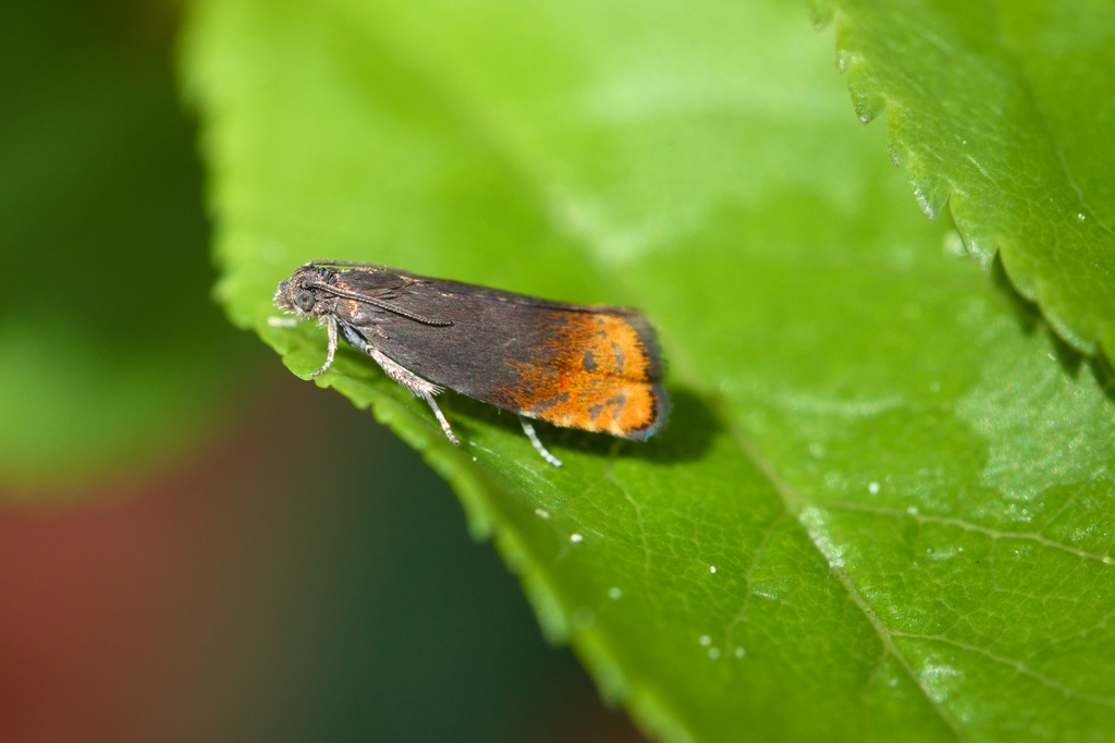 Pammene rhediella3.jpg