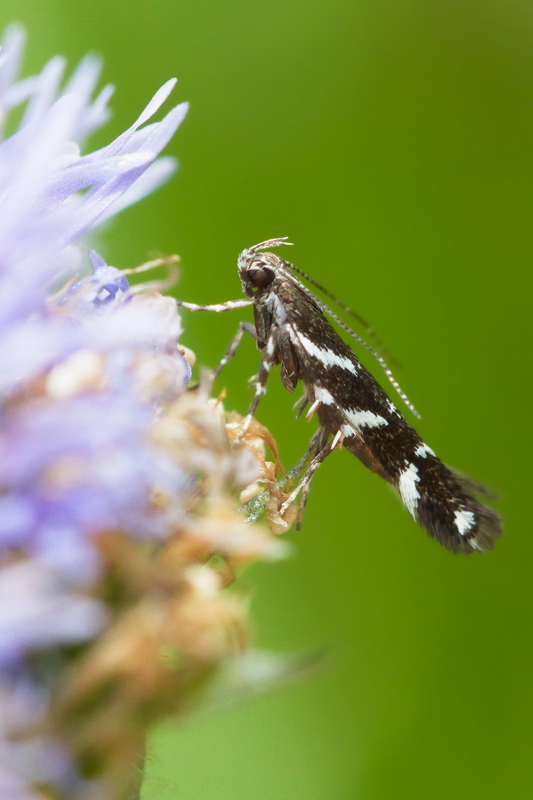 Eteobalea sp.jpg