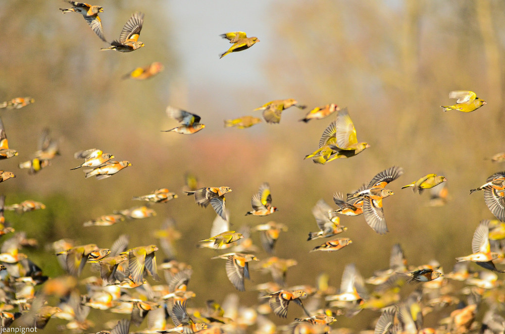 pinson du nord_001pinson du nord.JPG