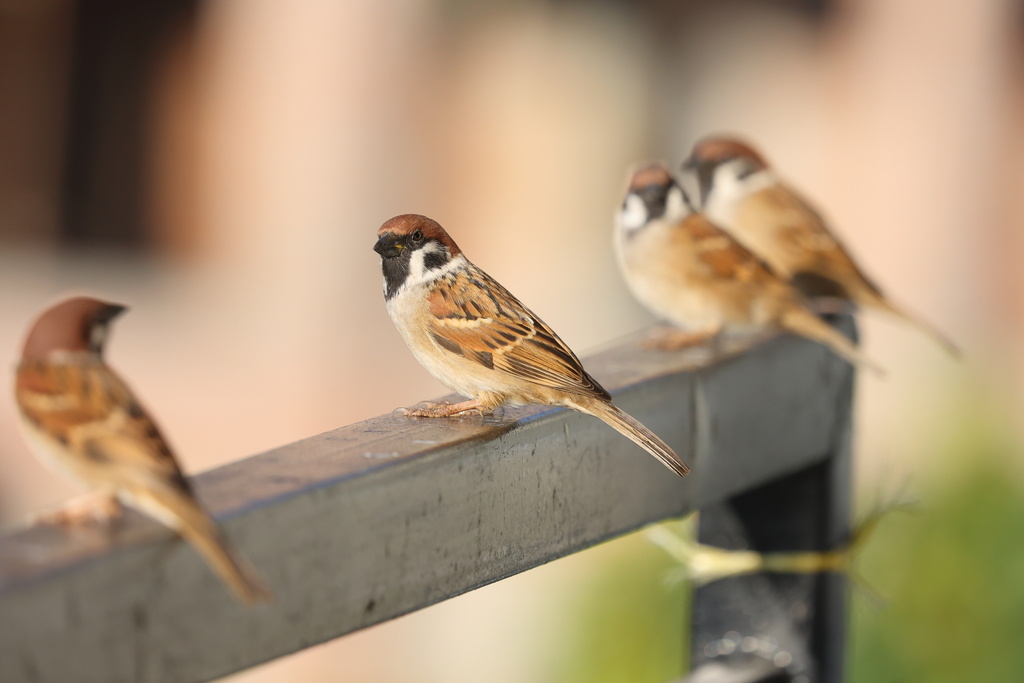 Moineau friquet I&N.jpg