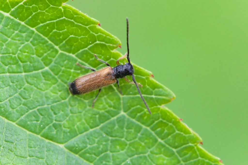 TETROPs praeustus1.jpg