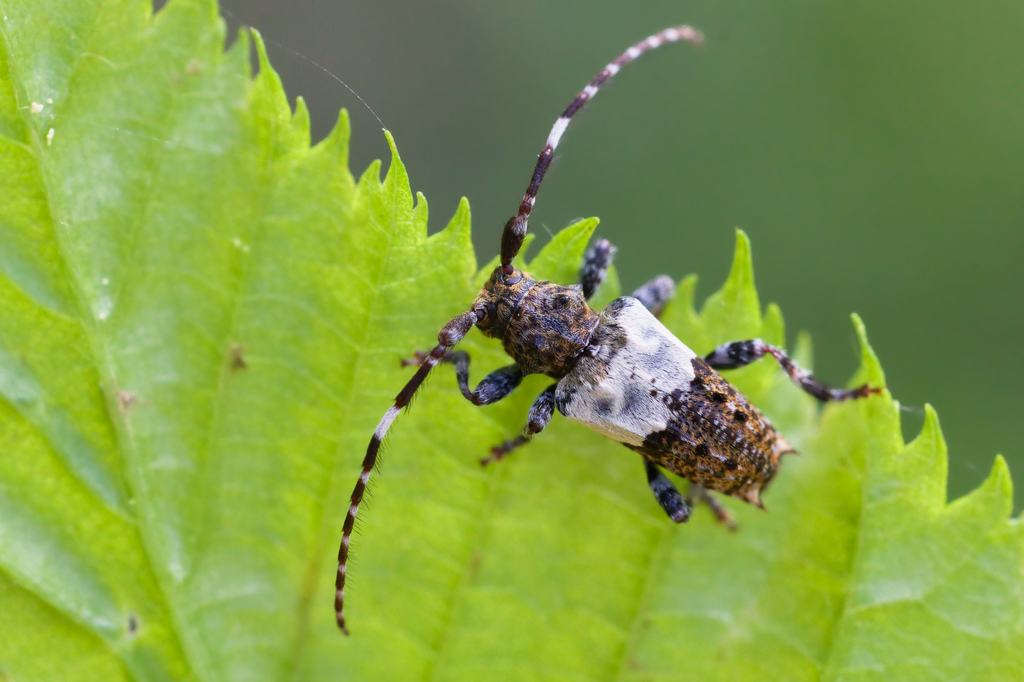 Pogonocherus hispidus GIB3.jpg
