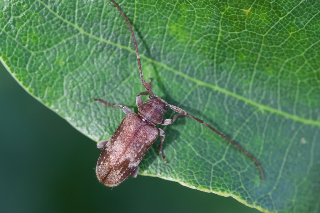 Exocentrus adspersus13.jpg