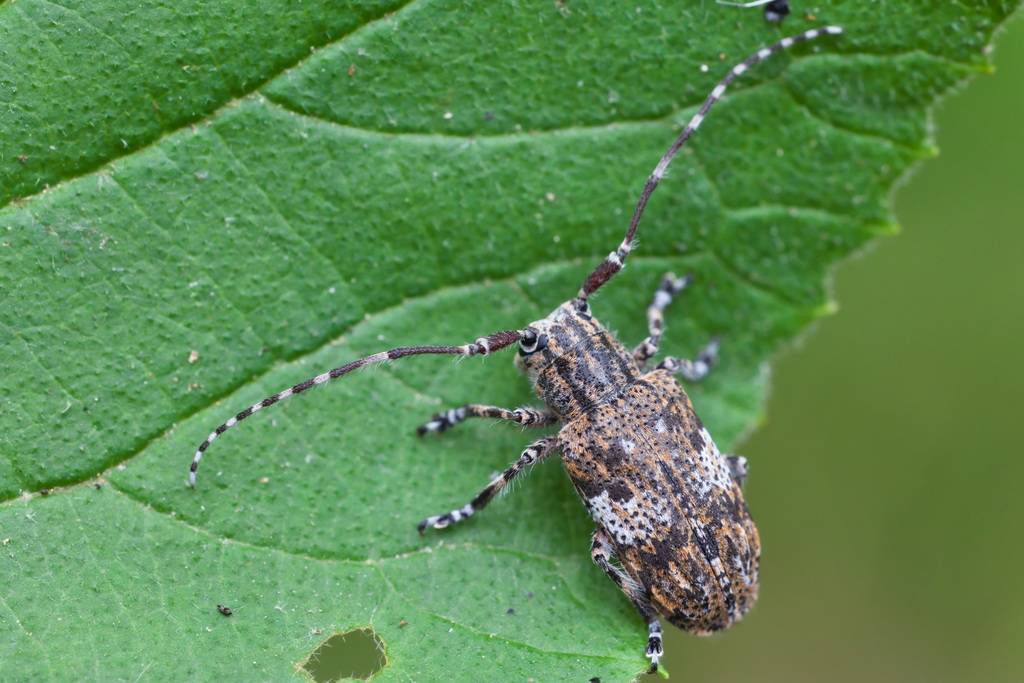 Mesosa nebulosa18.jpg