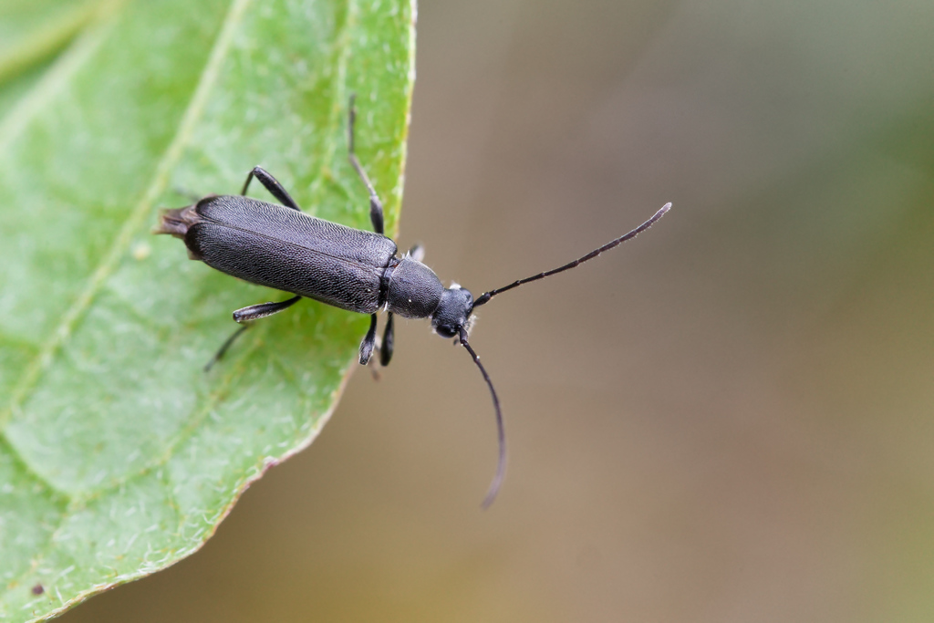 Leptura aethiops3.jpg