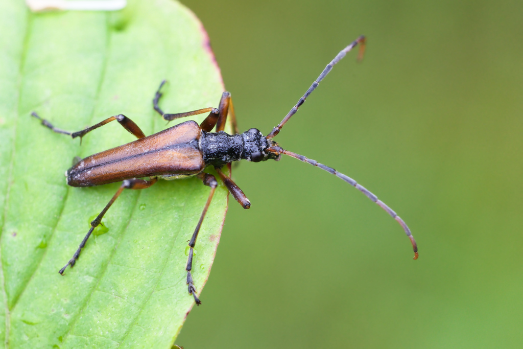 StEnOcorus meridianus.jpg