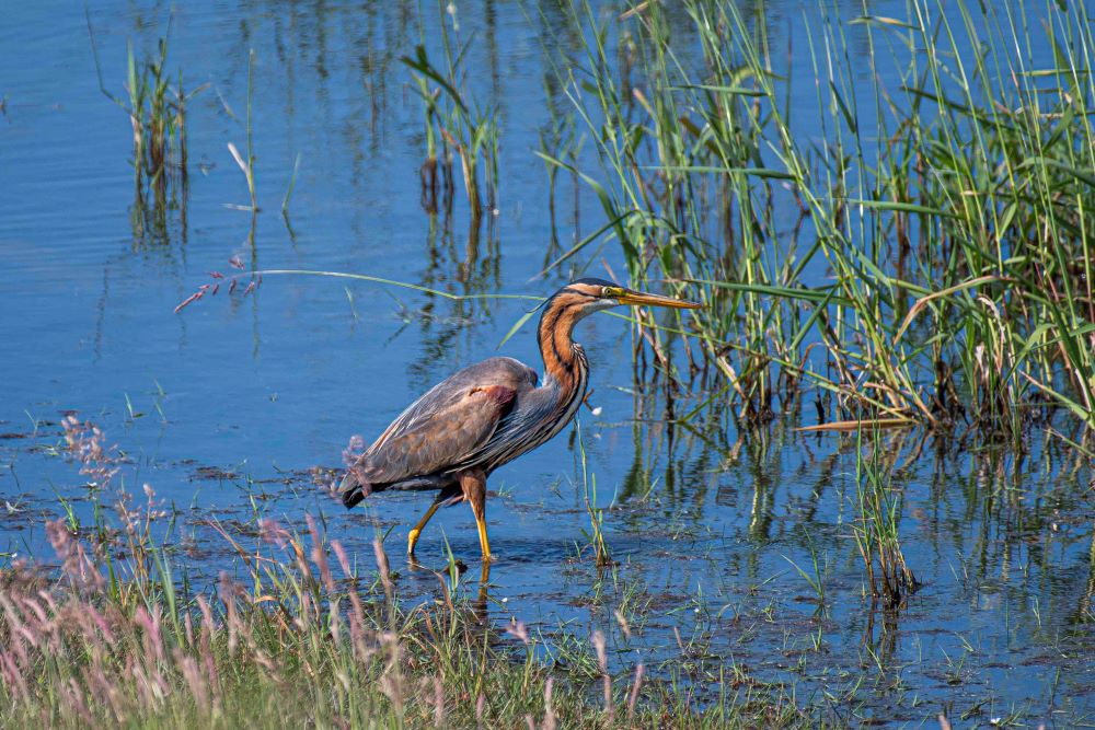 héron pourpré-2.jpg