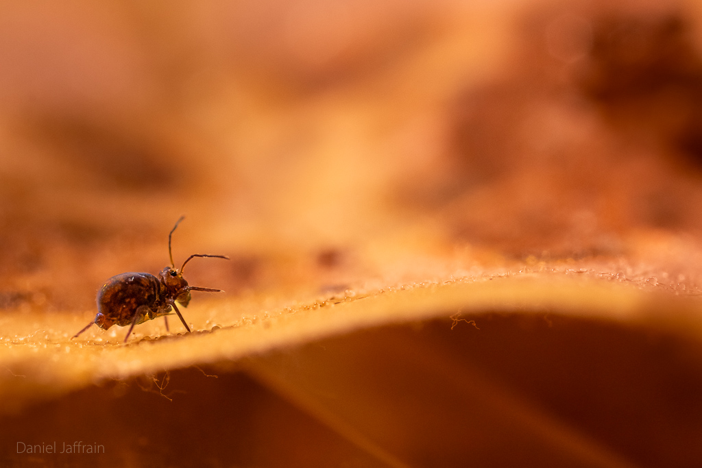 Image et Nature-1-93.jpg